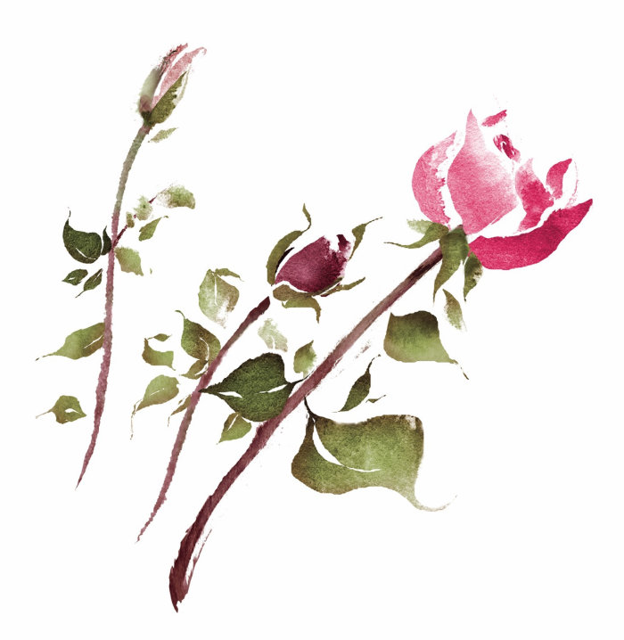 Loose rose flowers
