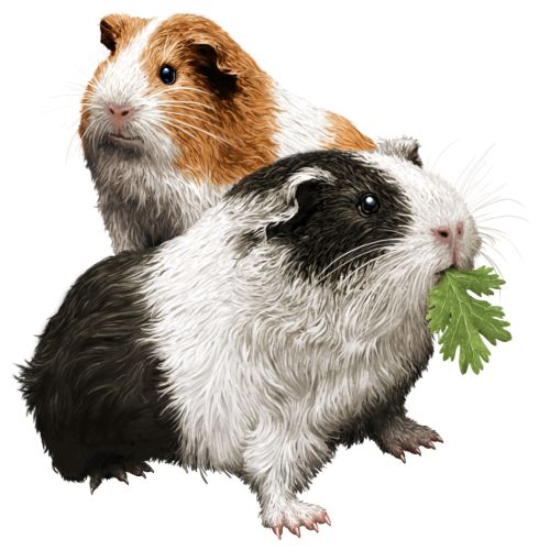 Guinea Pigs for pet food packaging