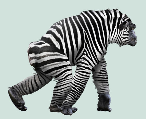 Hybrid between zebra and chimp illustration by Steinar Lund