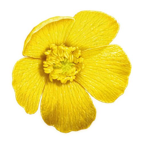 Yellow Flower illustration