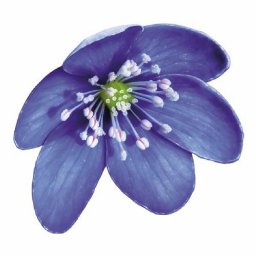 Blue flower painting