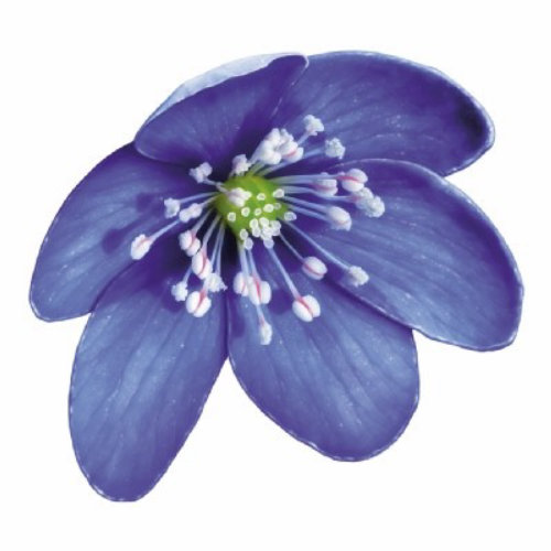 Blue flower painting