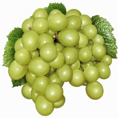 Photorealistic illustration of green grapes