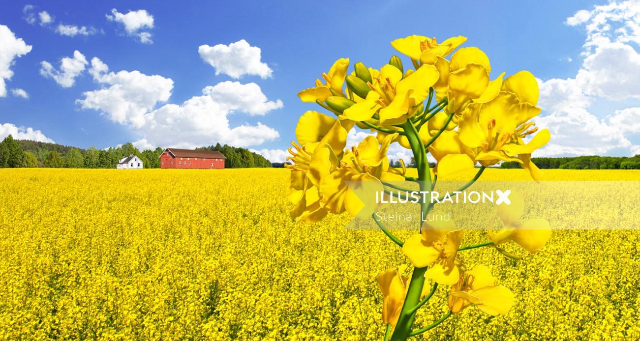 Landscape with Rapeseed flower
