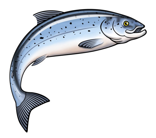 Graphic Illustration of Salmon Fish