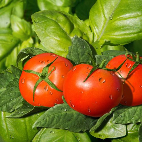 Tomatoes on leaves | Vegetables illustration