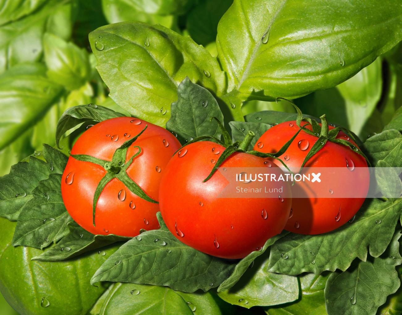 Tomate em folhas | Ilustração de legumes
