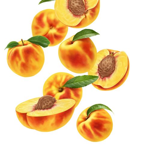 Peaches fruit illustration