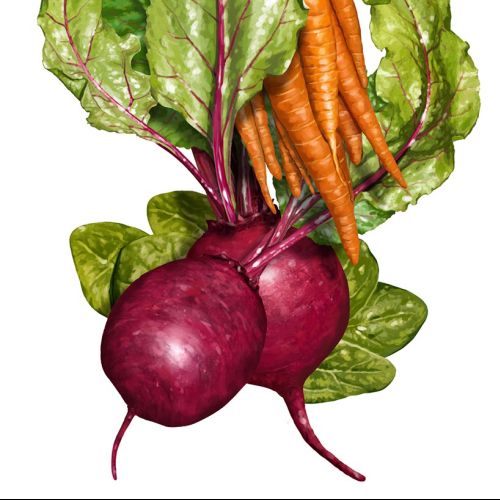 Vegetables - Food & Drink illustration