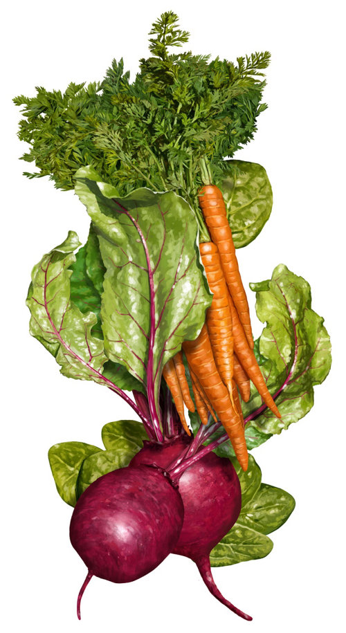 Vegetables - Food & Drink illustration