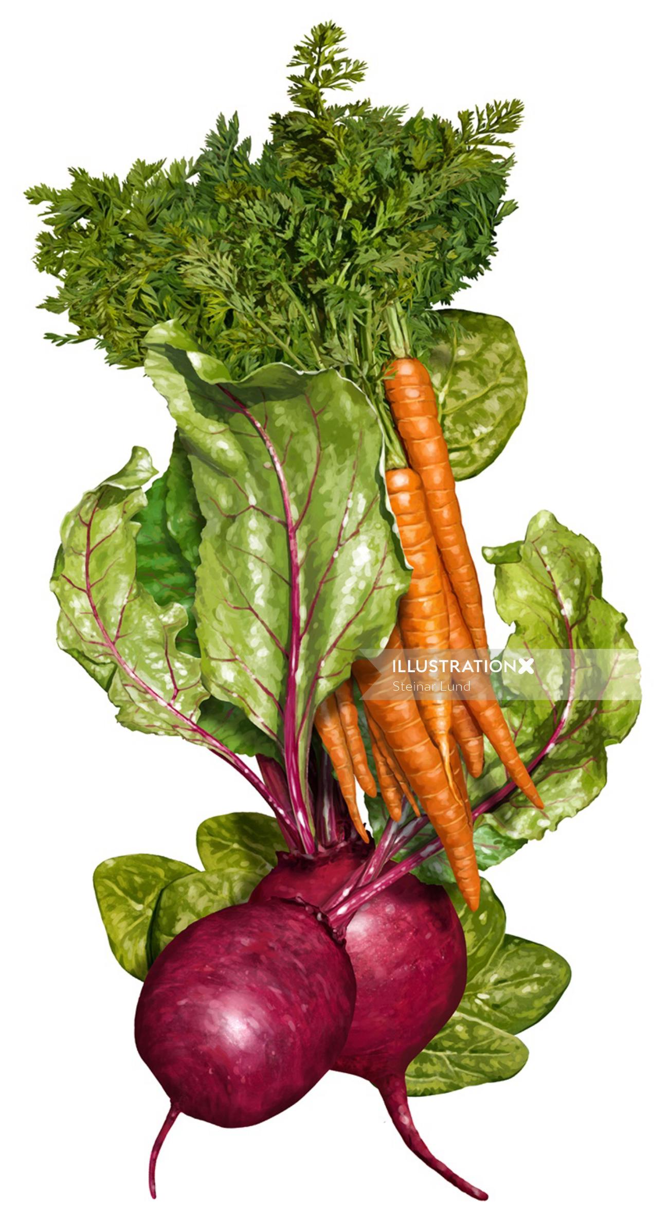 Légumes - illustration de nourriture et de boisson
