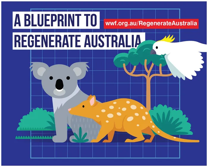 Illustration of koala, numbat, cockatoo with tree on blueprint background by Stuart Holmes