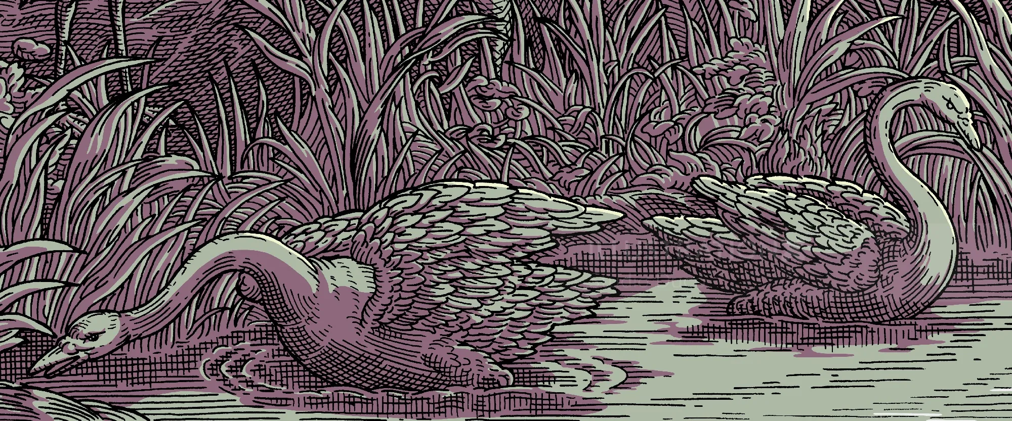 Etching of two swans swimming in a river surrounded by reeds