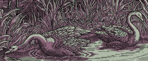 Etching of two swans swimming in a river surrounded by reeds