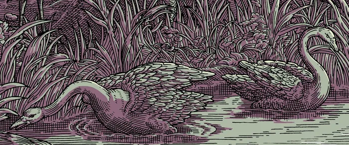 Etching of two swans swimming in a river surrounded by reeds