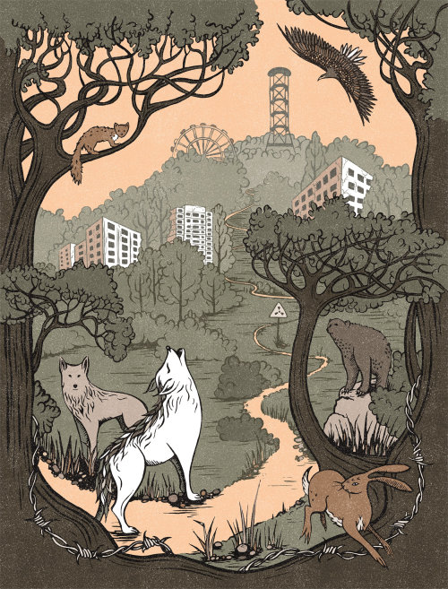 Illustration for a feature in bbc wildlife magazine