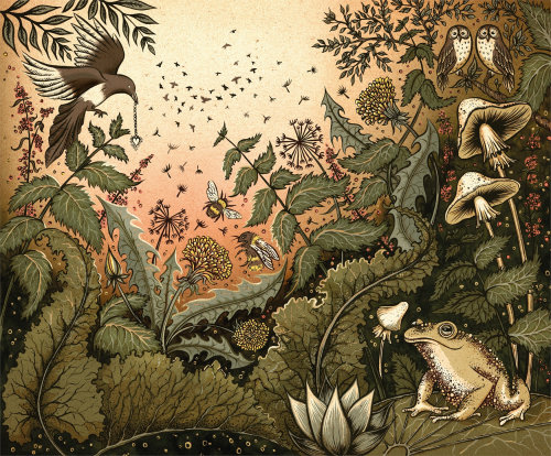 Magical toad illustration by Sue Gent