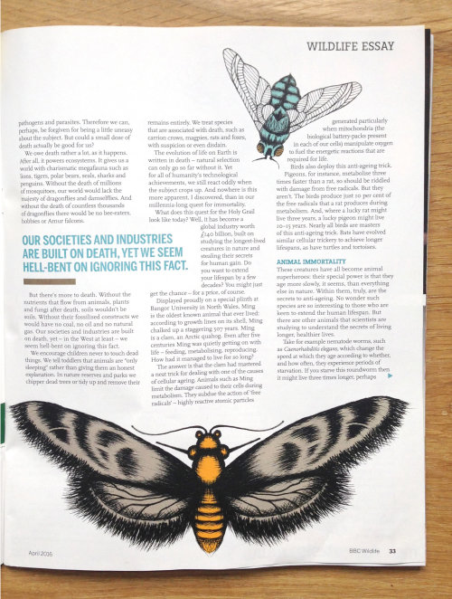 Ilustração de borboleta editorial