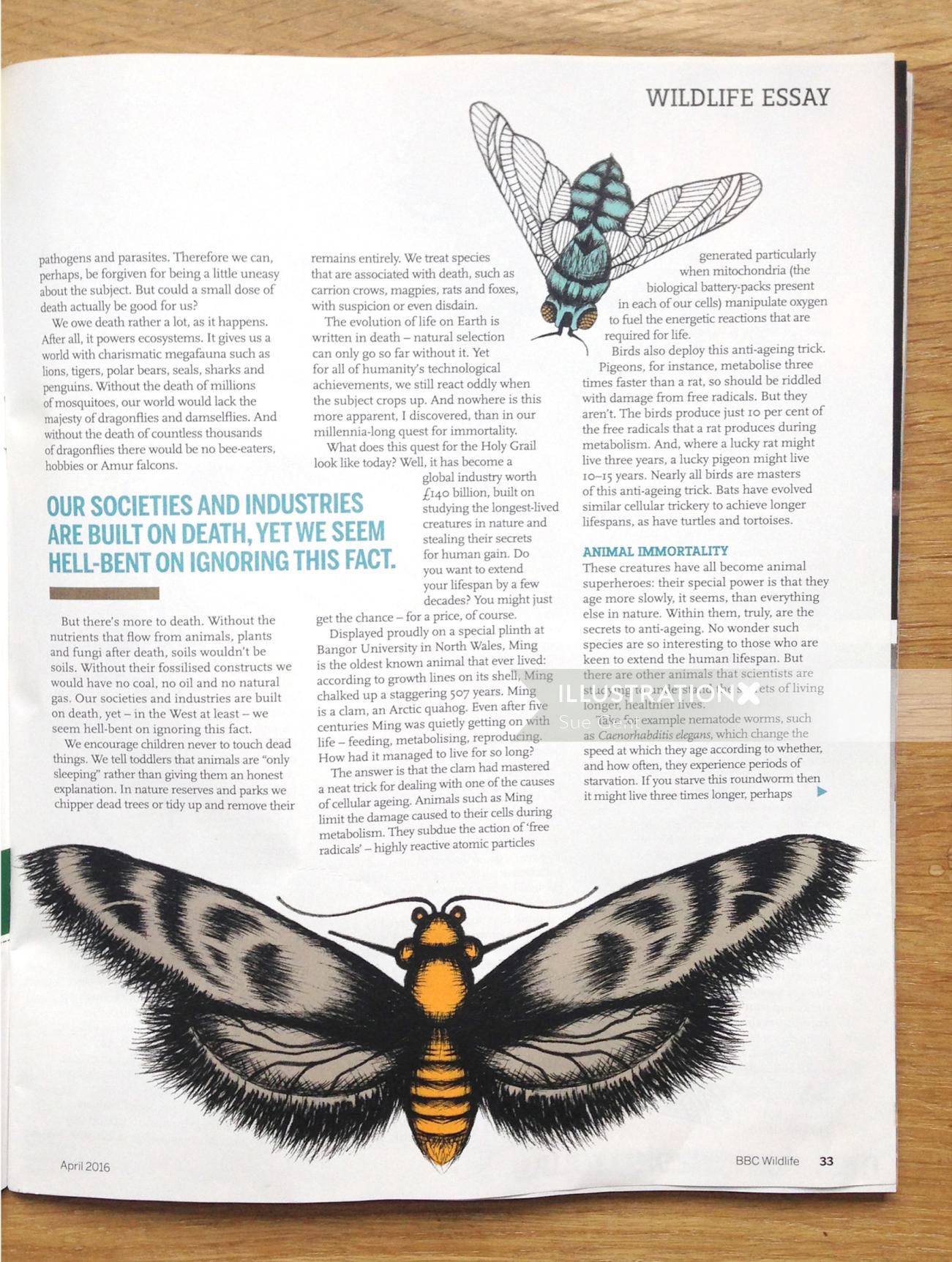 Editorial butterfly illustration

