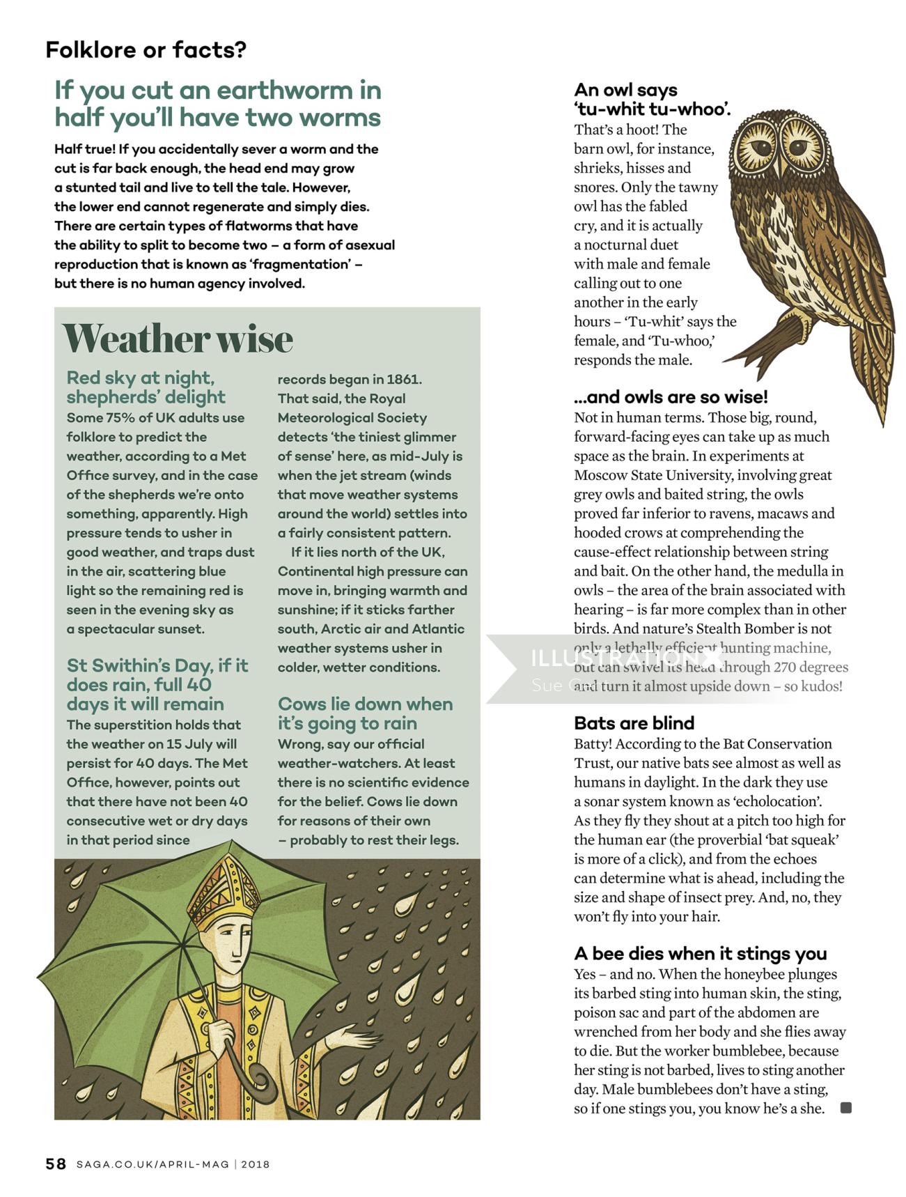 Editorial owl illustration
