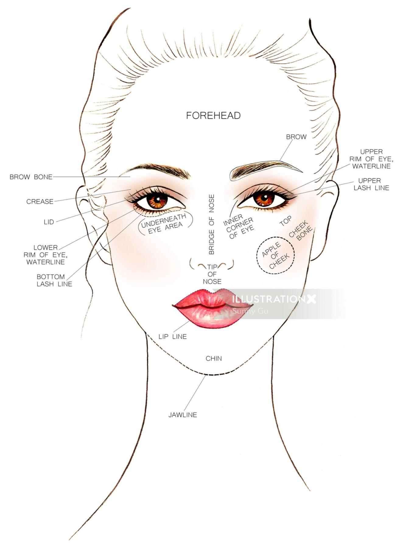 beauty face chart map
