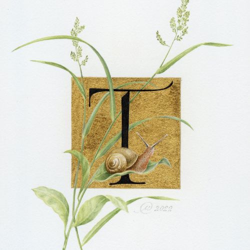 Svetlana Molodchenko Nature Illustrator from Armenia