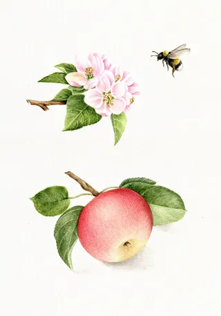 Pencil drawing of fruit and flower