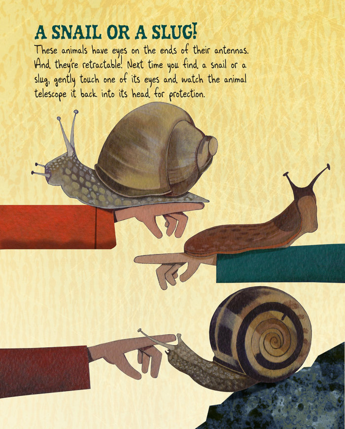 为“逐眼”一书绘制的关于帆的动物插图