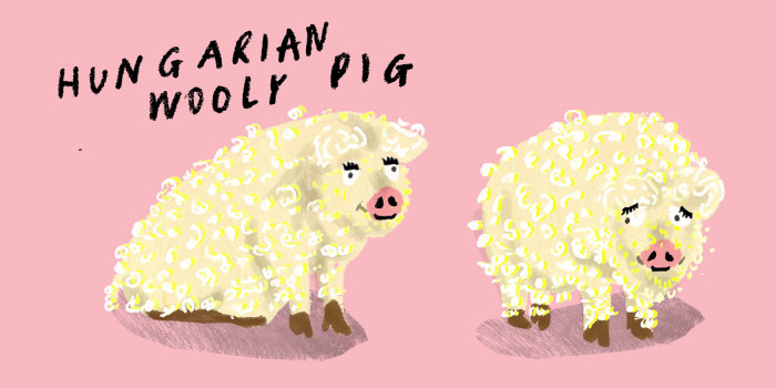 Drawing hungarian wooly pig
