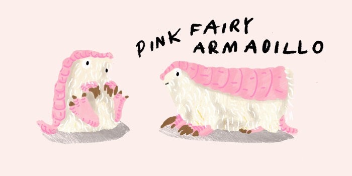 Drawing Pink Fairy Armadillo
