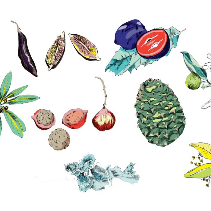 Animation of fruits & Vegetables
