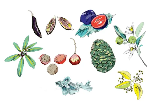 Animation of fruits & Vegetables

