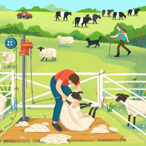 Animal illustration of shearing sheep