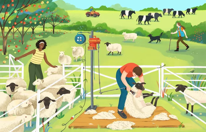 Animal illustration of shearing sheep