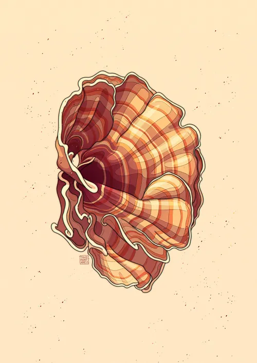Illustrated spiral seashell in warm colors by Tavo Montanez
