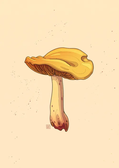 Tavo Montanez illustration of a golden yellow mushroom with a broad cap