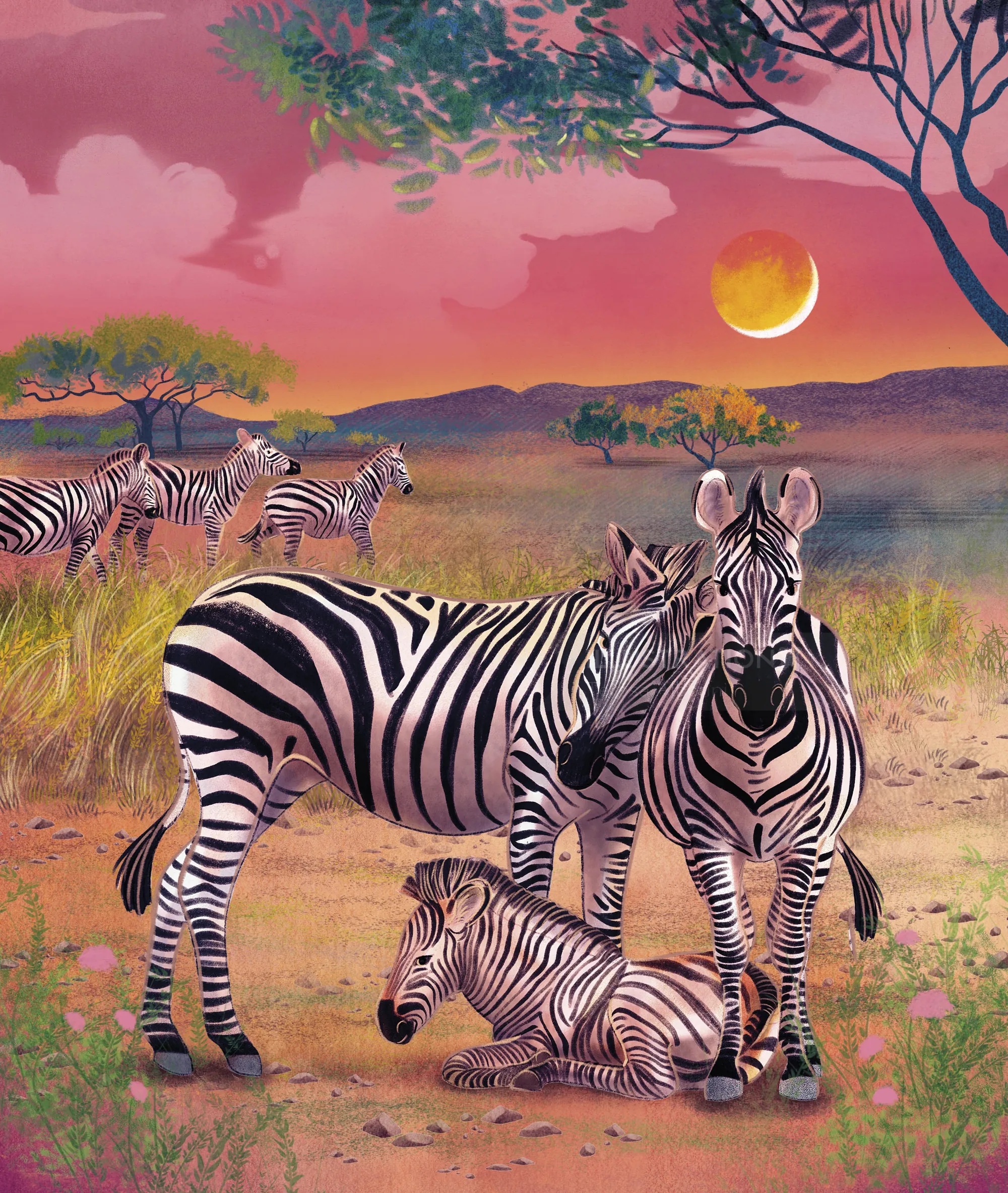 Zebras ruhen und stehen bei Sonnenuntergang auf einer Savanne
