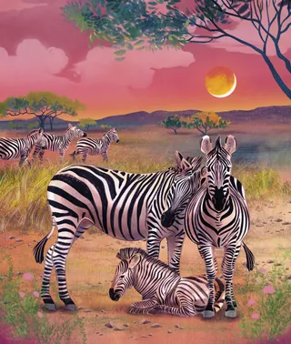 Zebras resting and standing on a savannah at sunset
