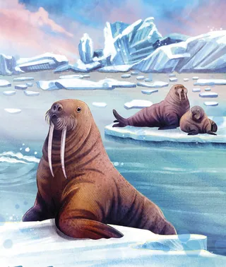 Walruses resting on ice floes in an Arctic icy landscape