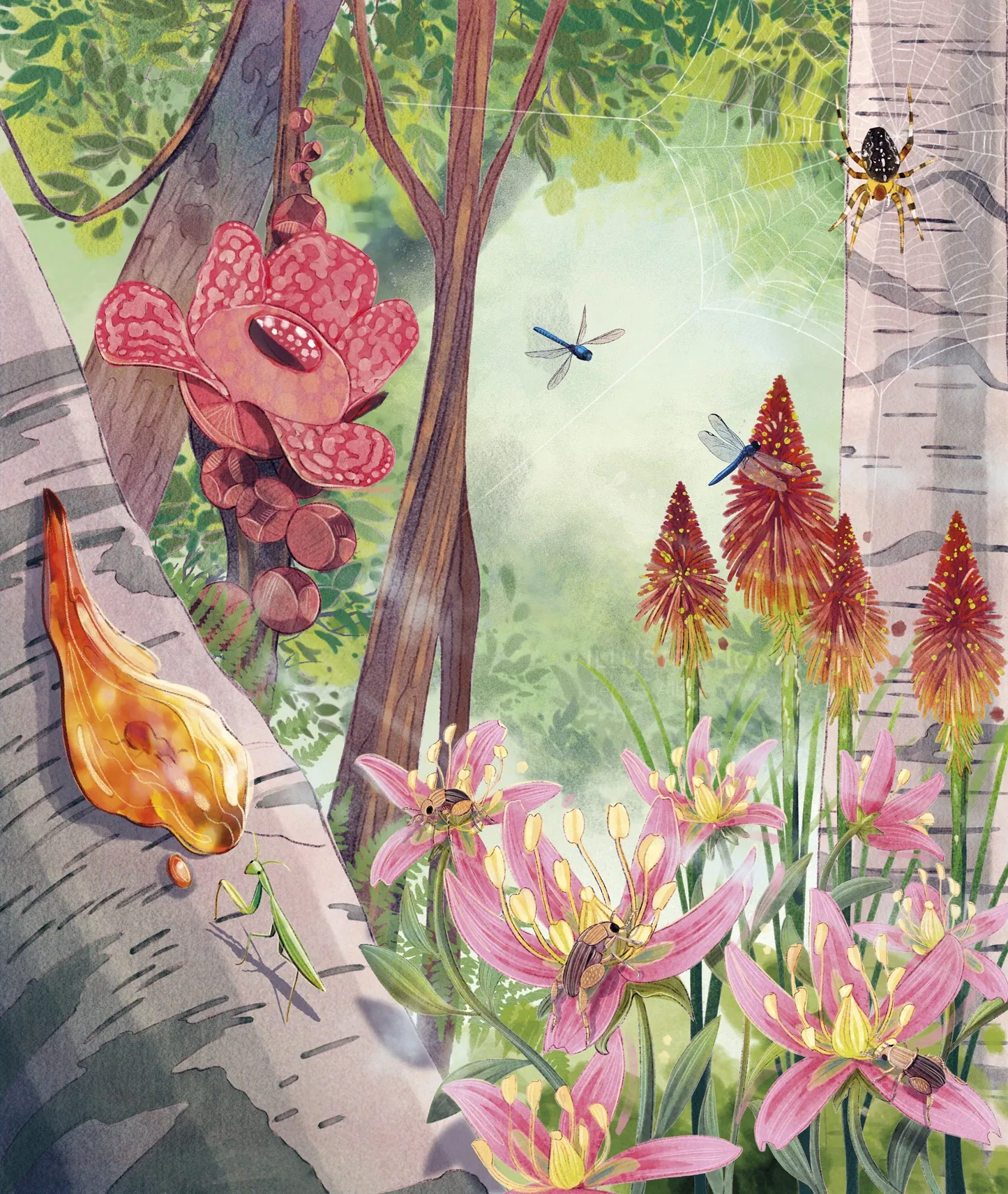 Ilustración de plantas del bosque, flores, una araña, una libélula y hongos.