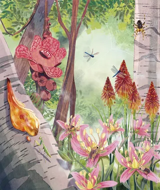 Illustration of forest plants, flowers, a spider, dragonfly, and mushrooms