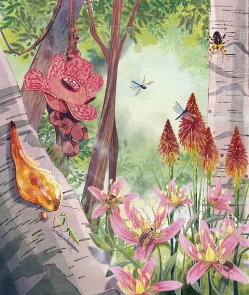 Illustration of forest plants, flowers, a spider, dragonfly, and mushrooms