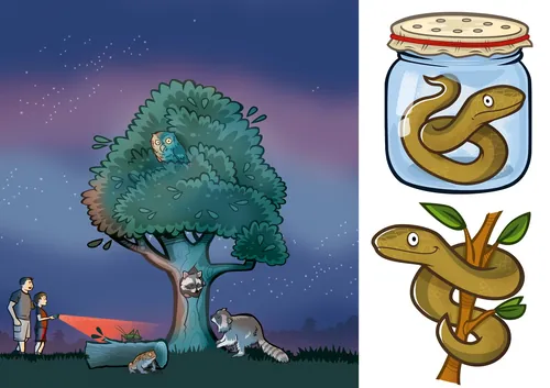 Raccoons by tree at night and snakes preserved in jars illustration