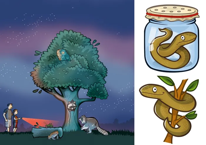 Raccoons by tree at night and snakes preserved in jars illustration