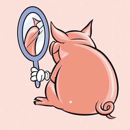 Pig seeing in mirror
