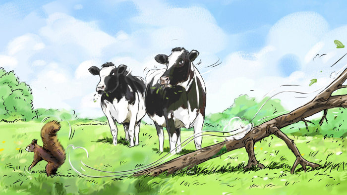 illustration de vaches broutant dans un champ