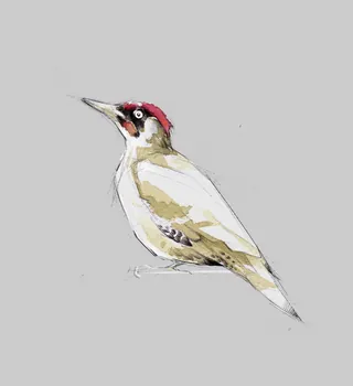 Woodpecker illustration with red crown on gray background by Timo Müller