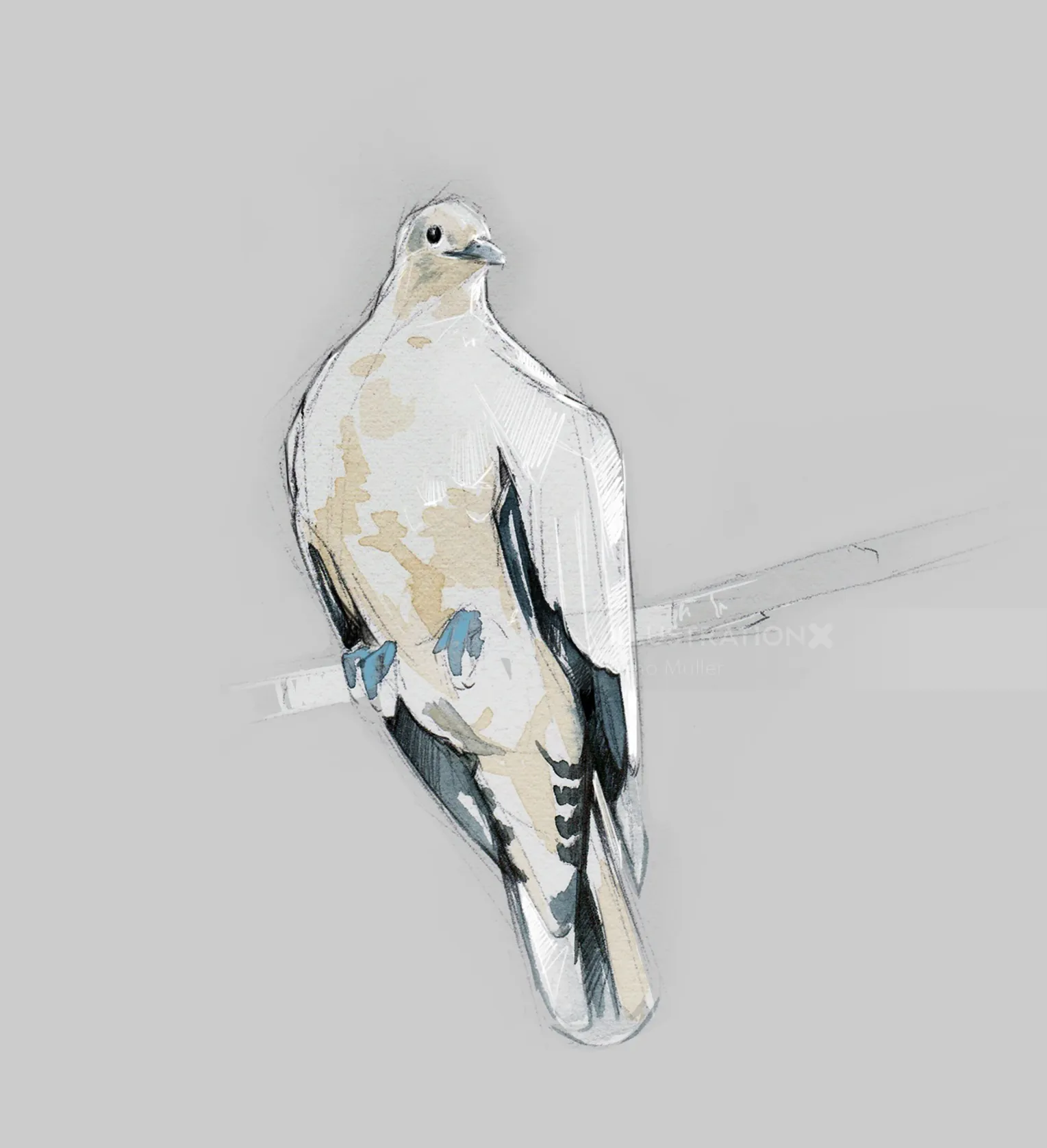 White dove perched on a branch illustration by Timo Müller