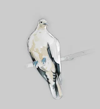 White dove perched on a branch illustration by Timo Müller
