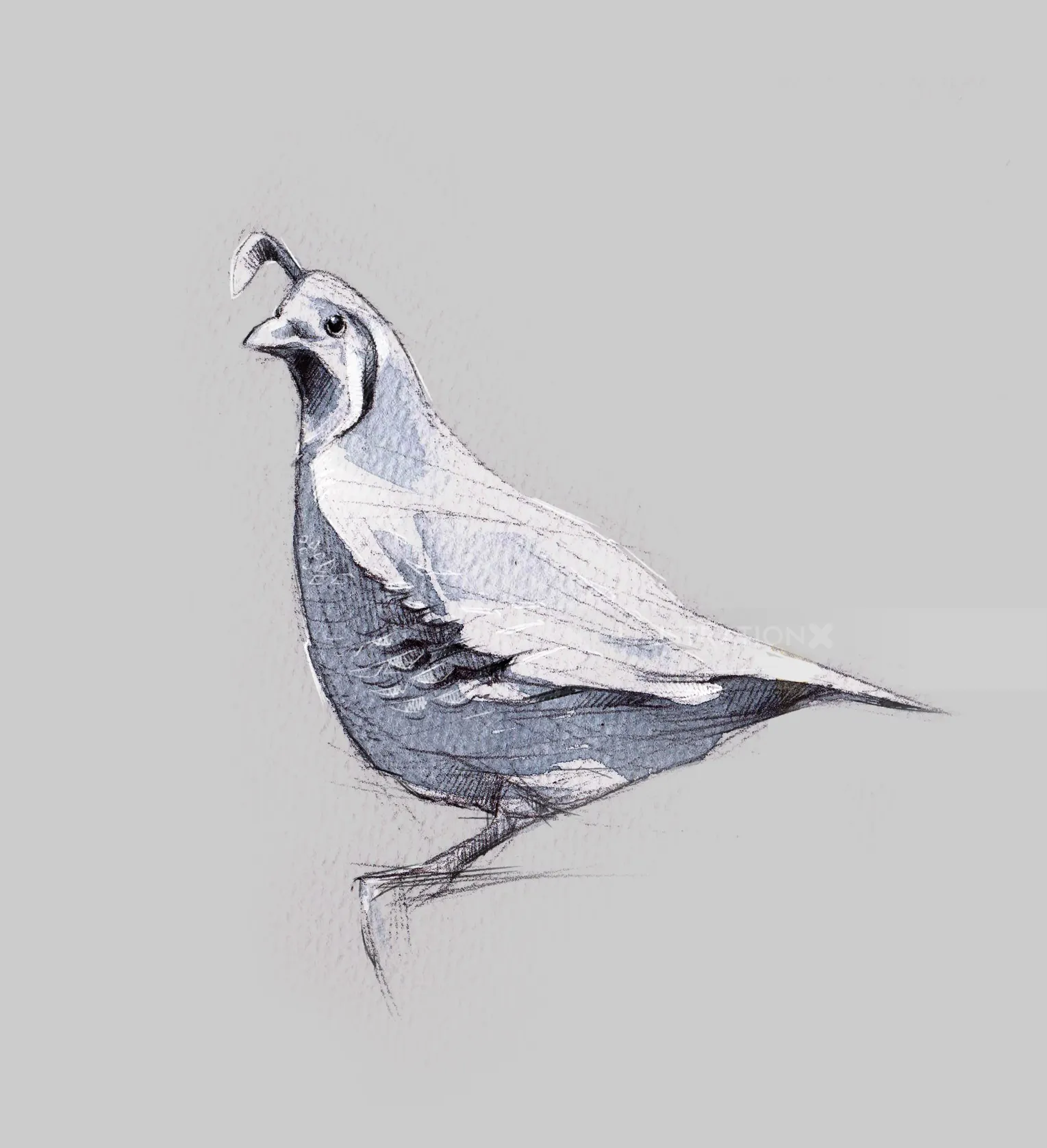 Detailed pencil sketch of a quail bird by Timo Müller